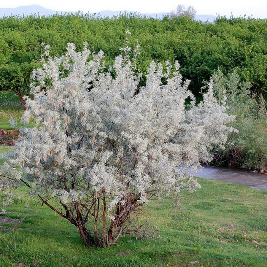 Лох серебристый (Elaeagnus commutata)