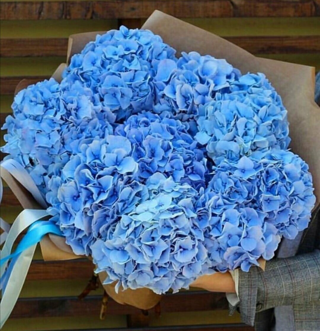Голубые пышные цветы