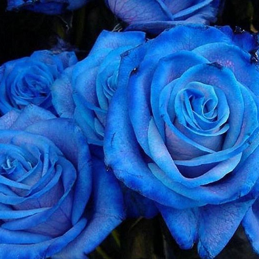 Роза Suntory Blue Rose Applause