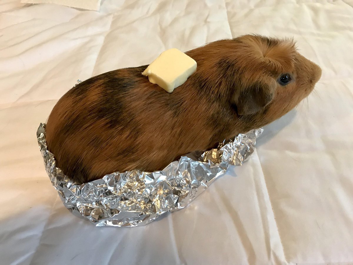 Абщхда морская Свинка