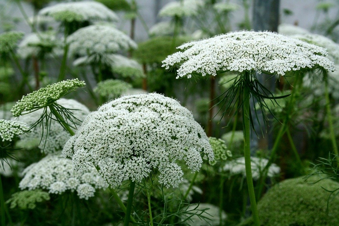 Амми majus Visnaga