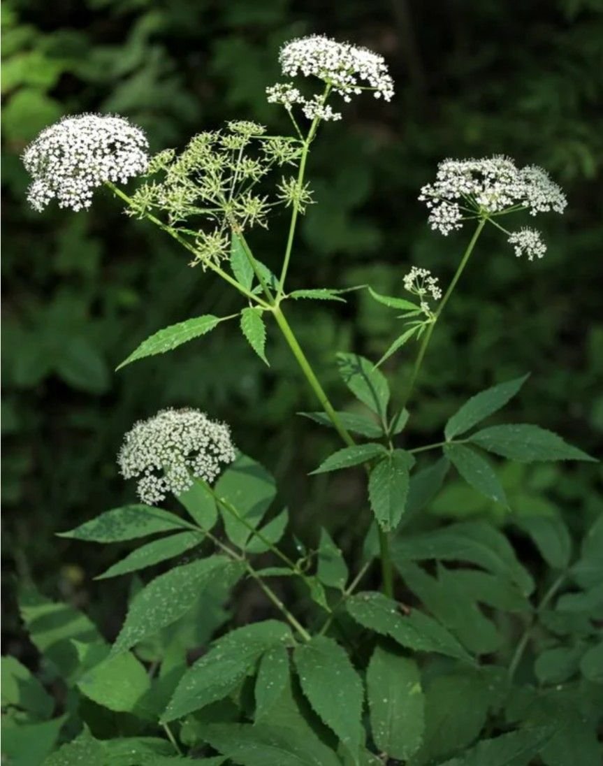 Сныть (Aegopodium podagraria)