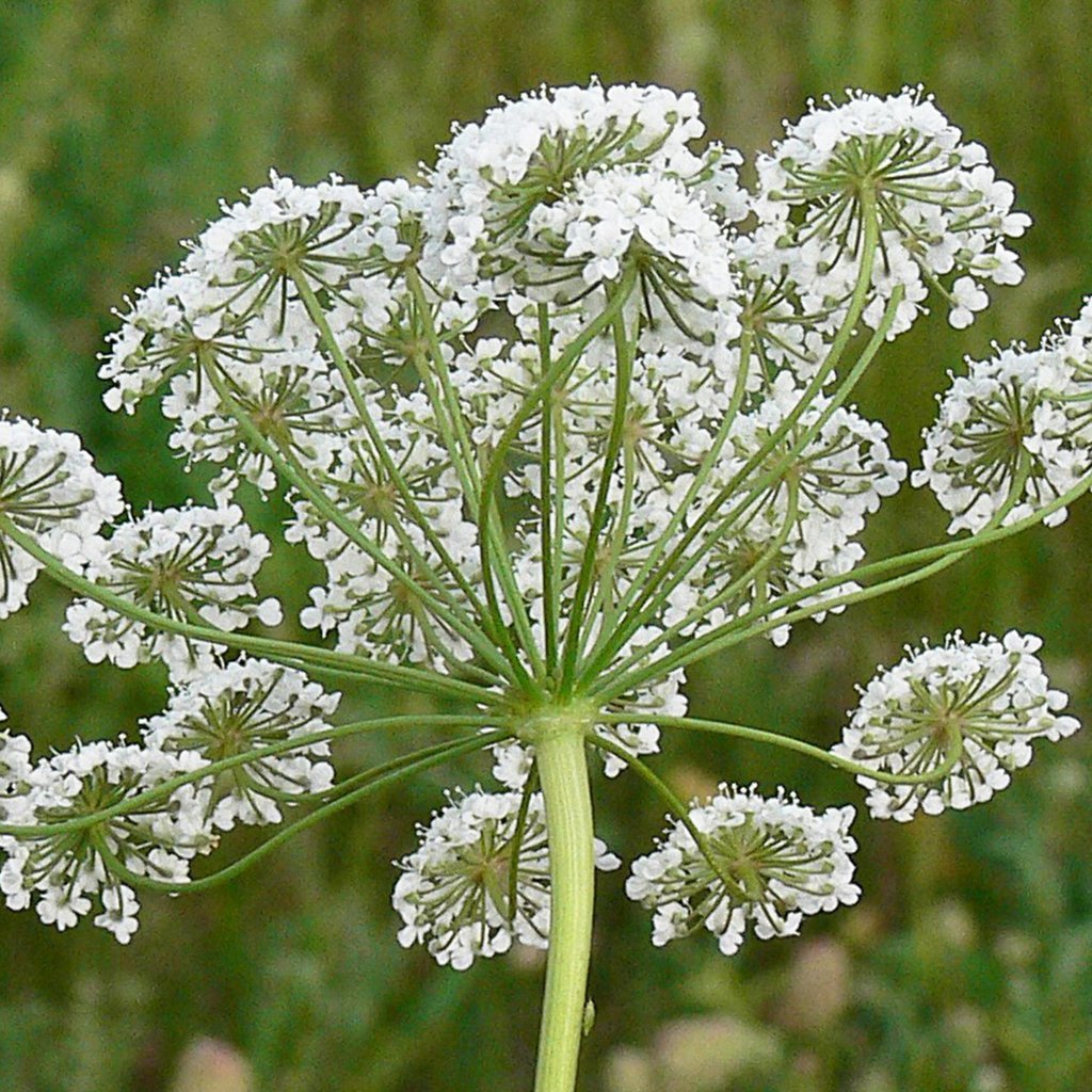 Анис (Pimpinella anisum)