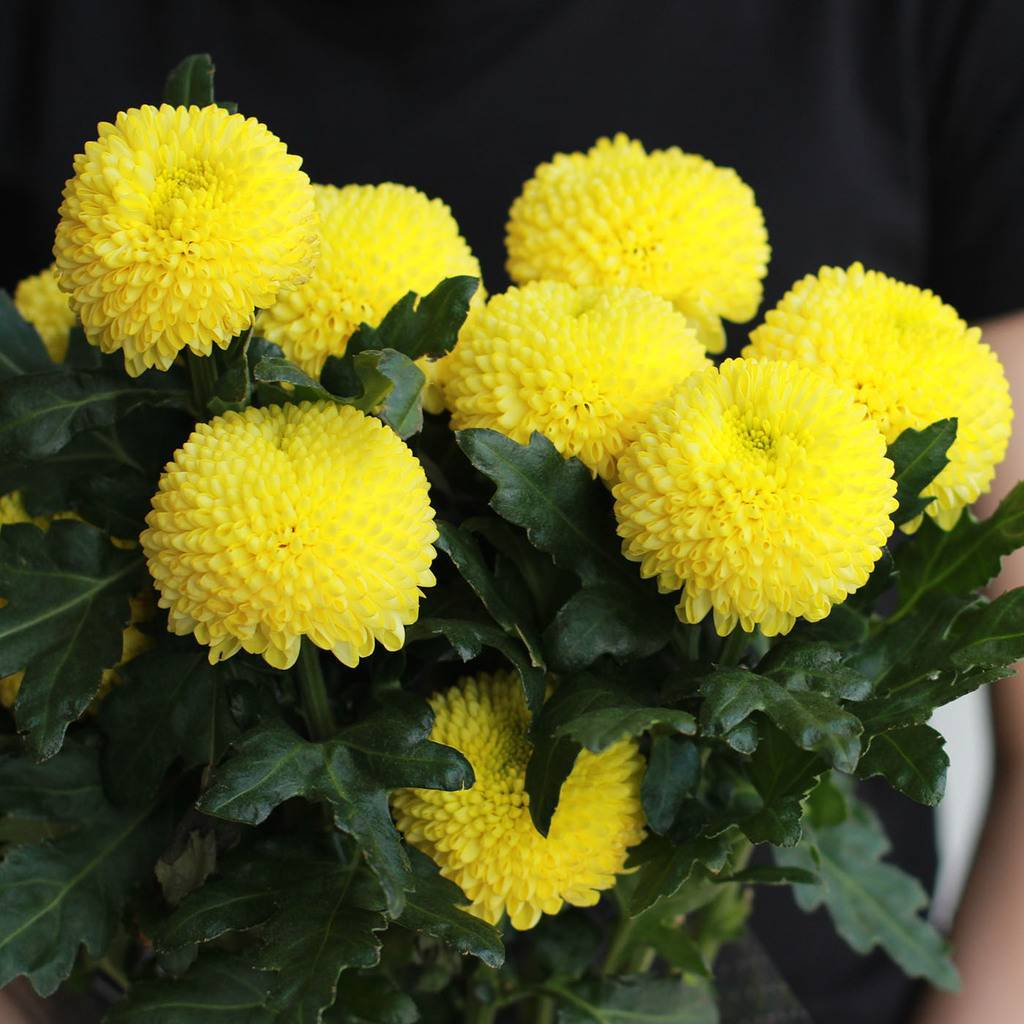 Хризантема Bislet Yellow