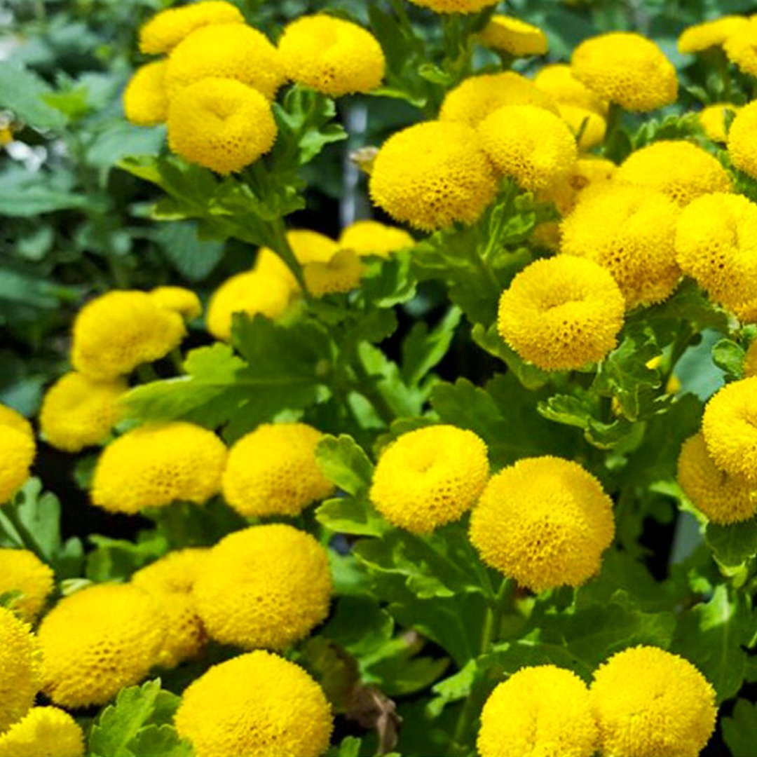 Матрикария Golden Ball