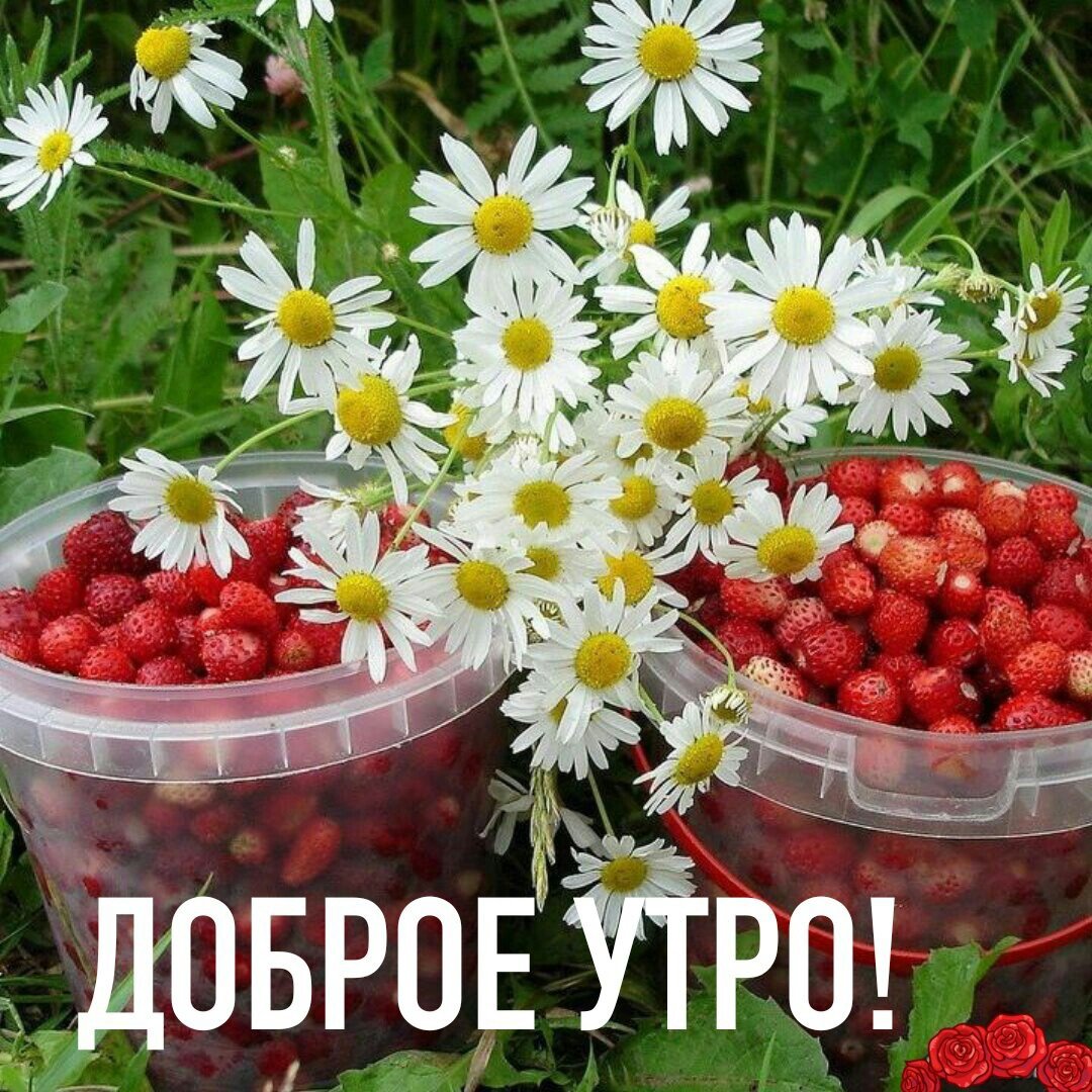 Полевые цветы и земляника