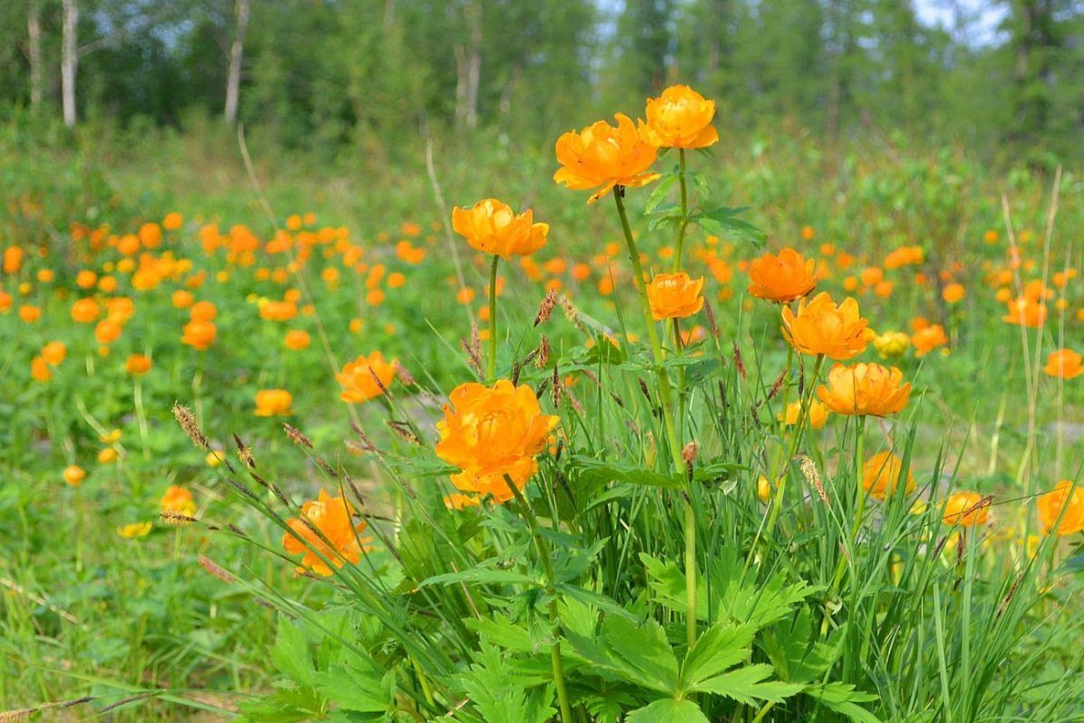Купальница Сибирская