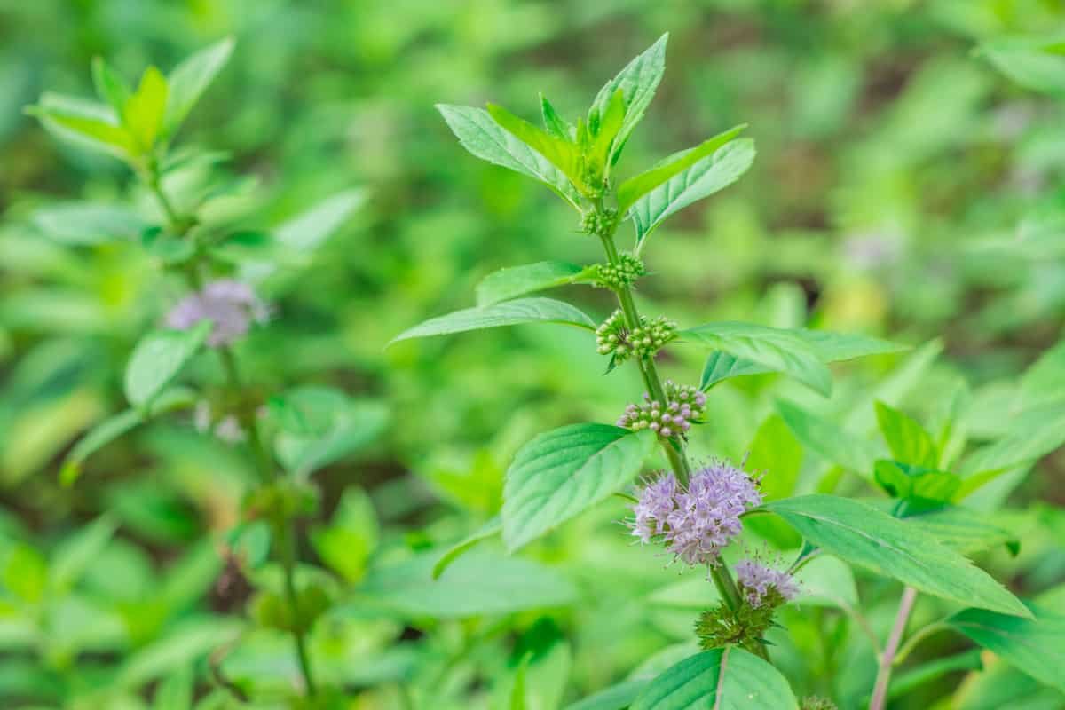 Mint Cluster