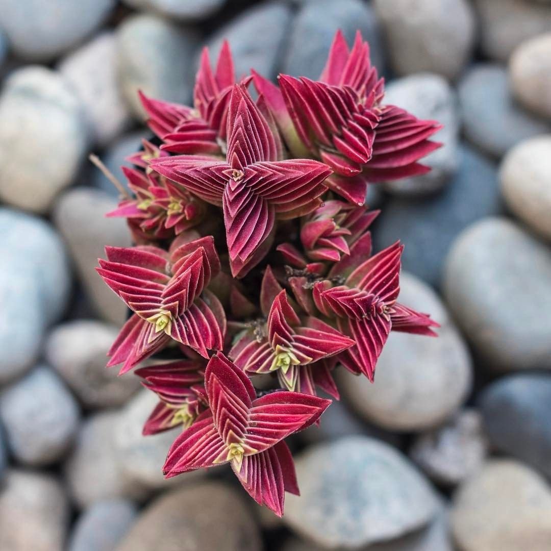 Crassula corymbulosa суккулент