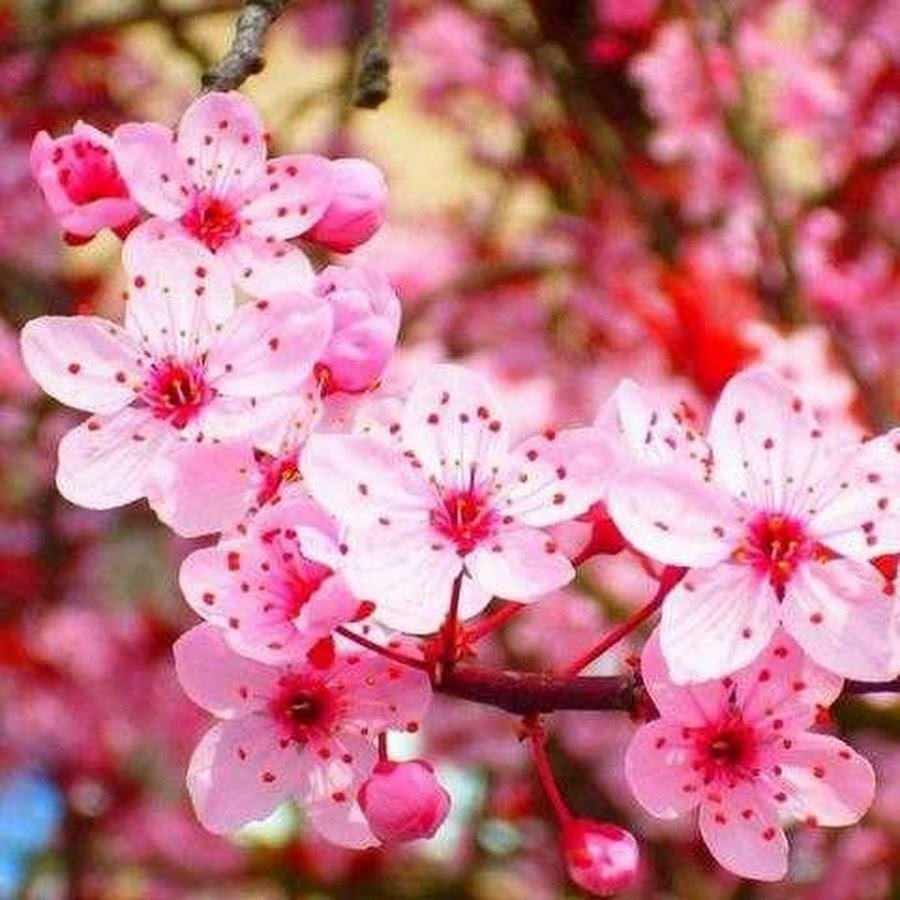 Популярные японские цветы