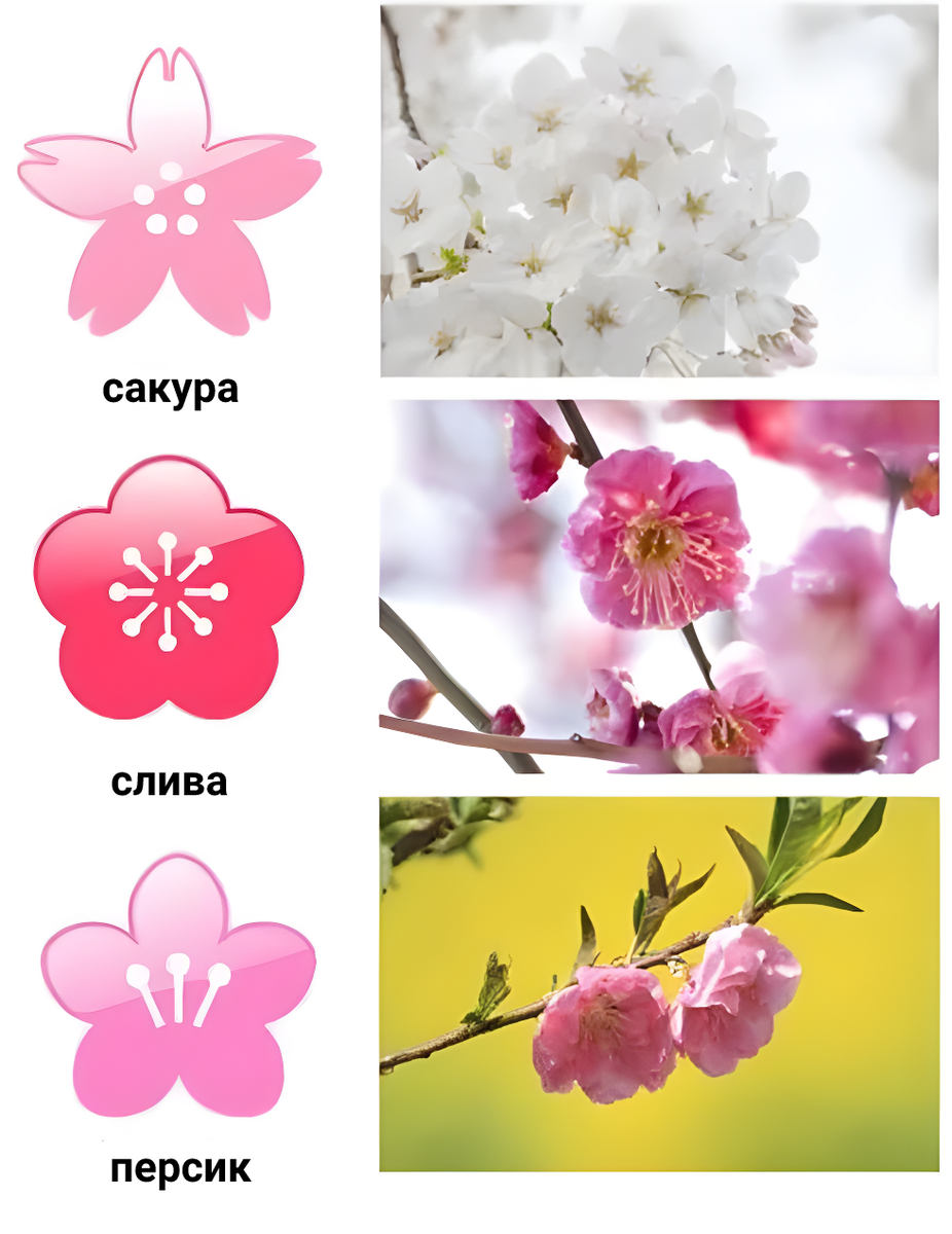 Различие цветка вишни и Сакуры