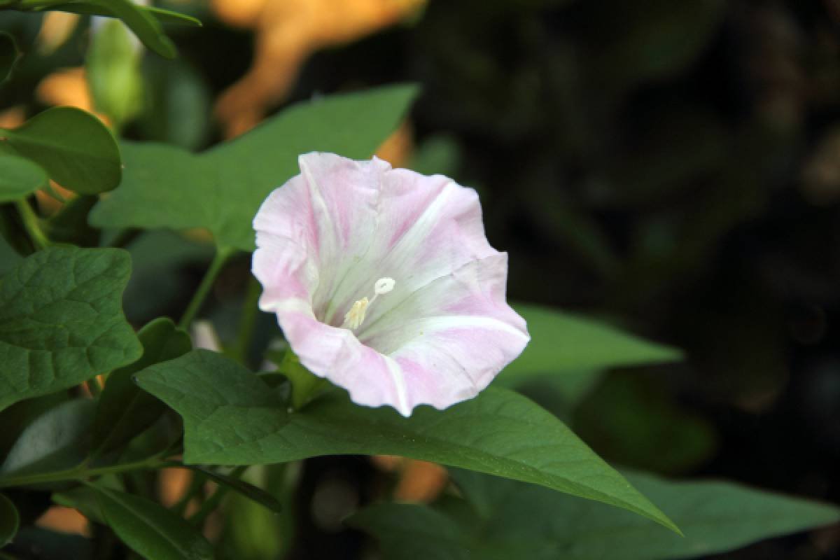 Ipomoea pandurata
