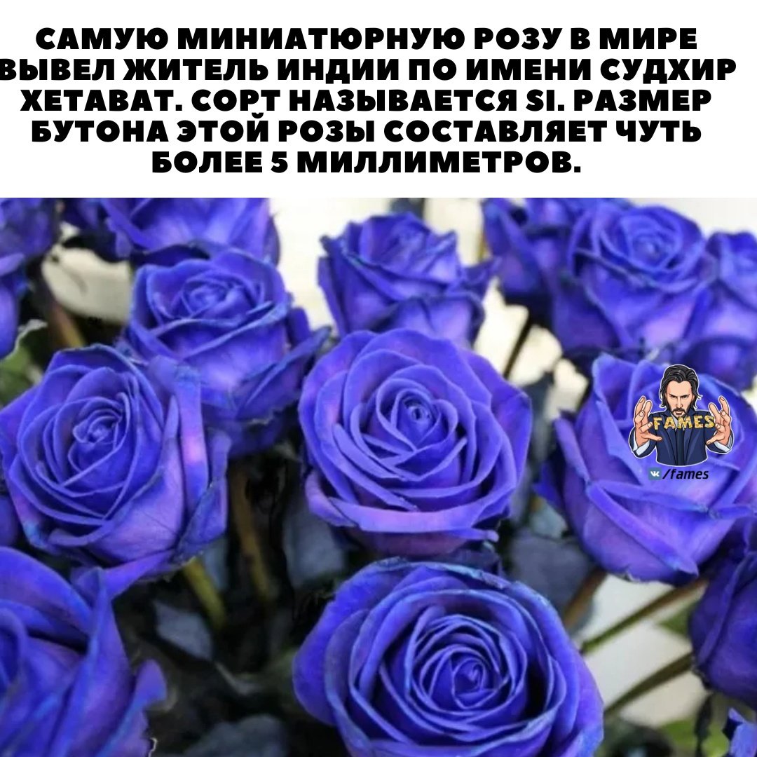 Синие и фиолетовые розы