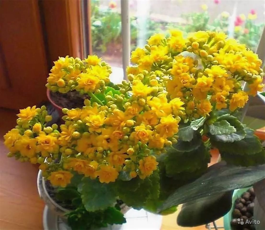 Каланхоэ каландива желтый