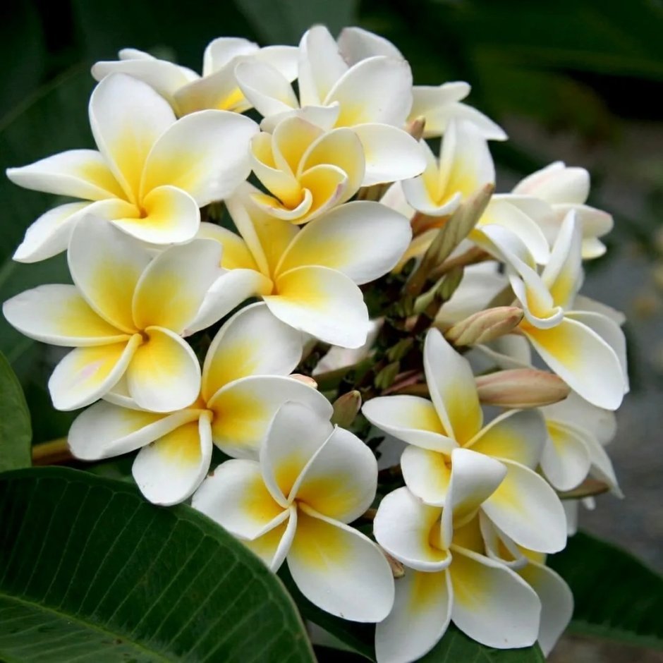 Plumeria Alba дерево