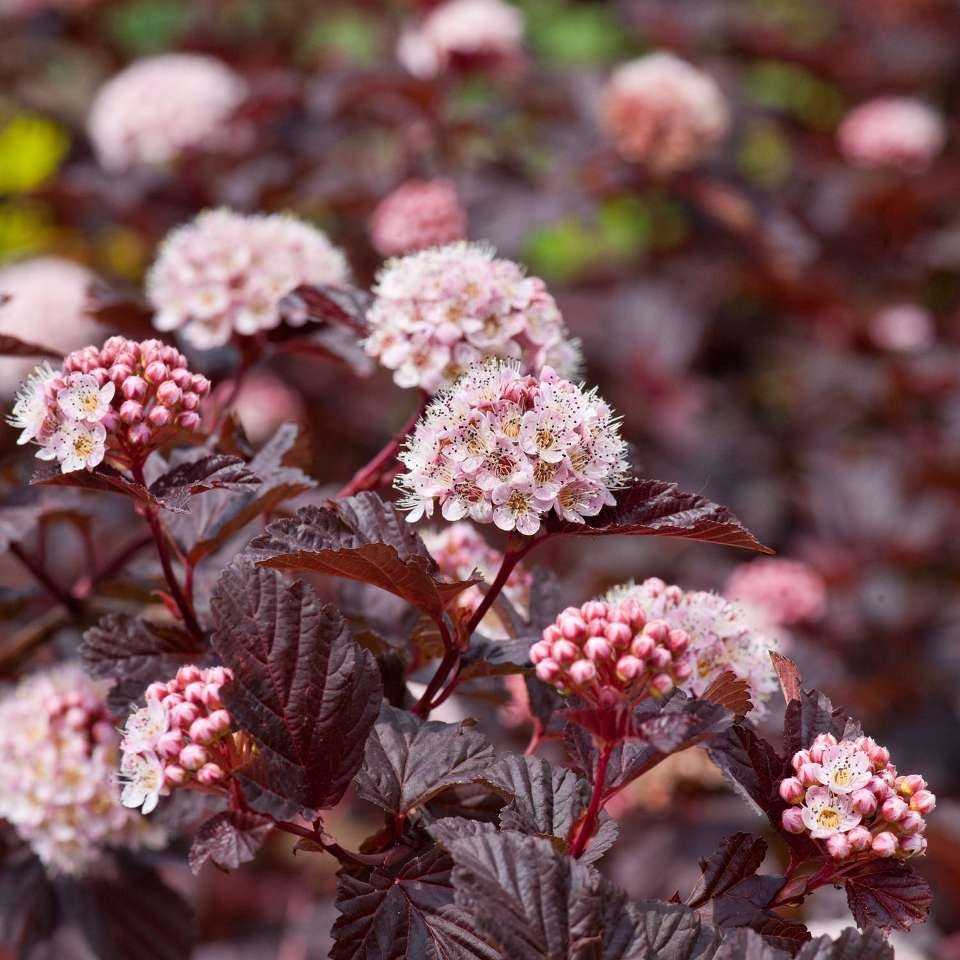 Пузыреплодник калинолистный - Physocarpus opulifolius 'Diabolo'