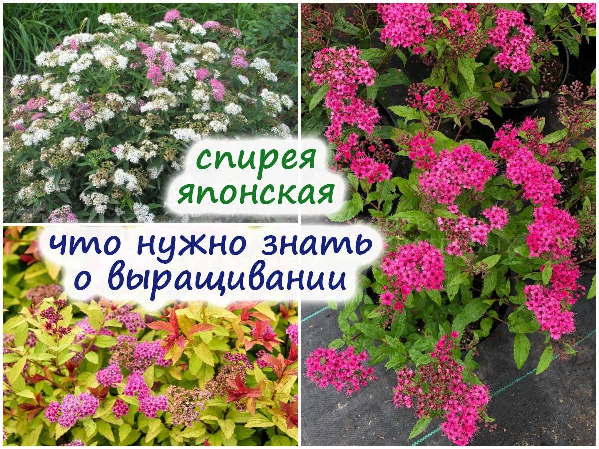 Спирея Аллико
