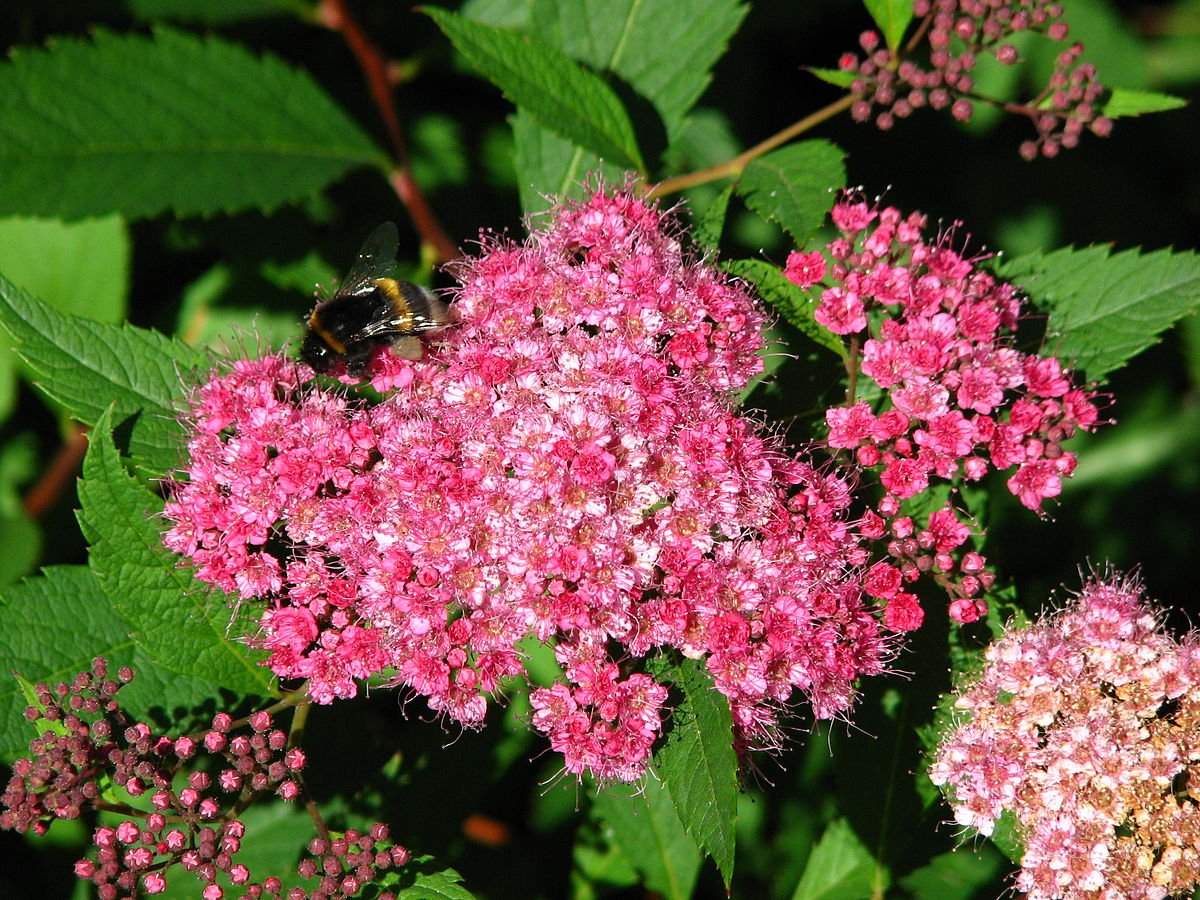 Спирея Дугласа Spiraea douglasii