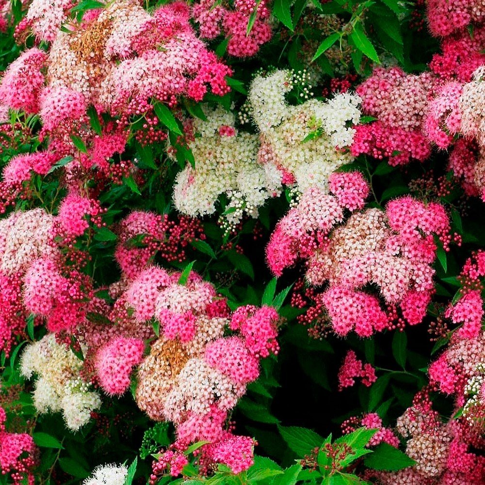 Спирея японская (Spiraea japonica `Genpei`)