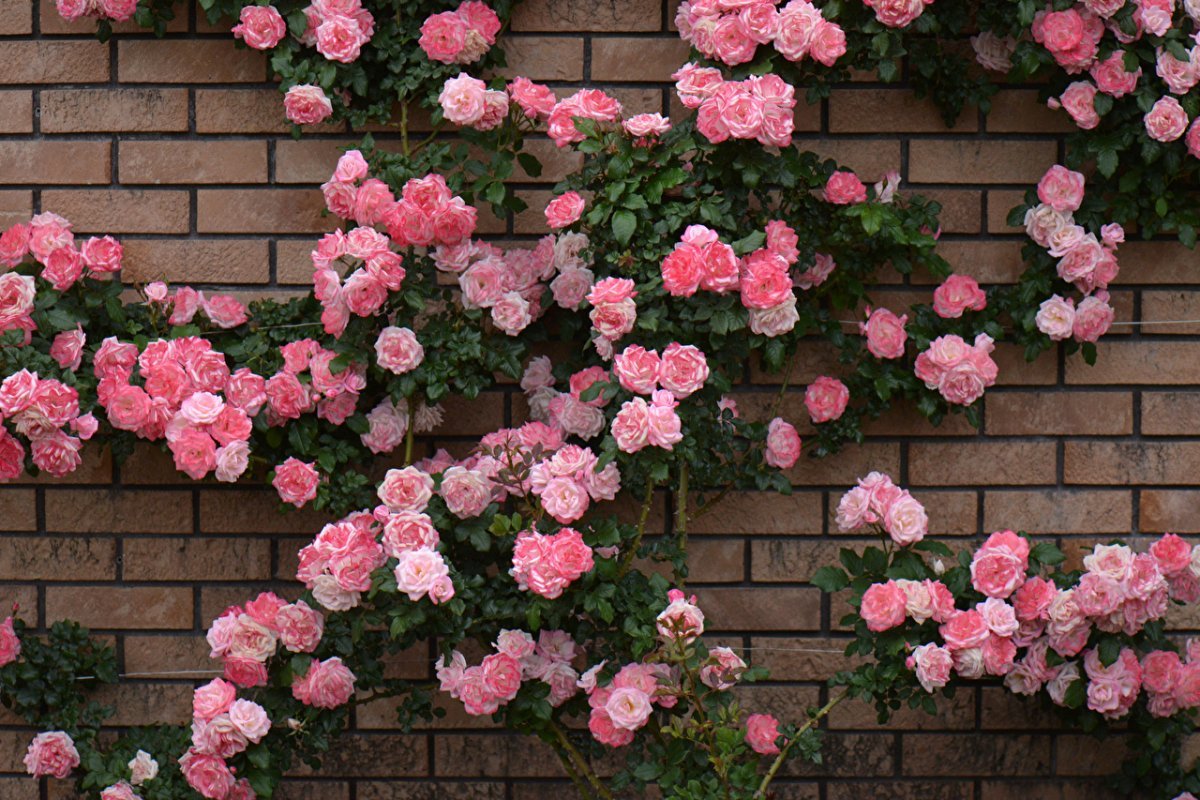 Плетистая роза с розовыми цветами