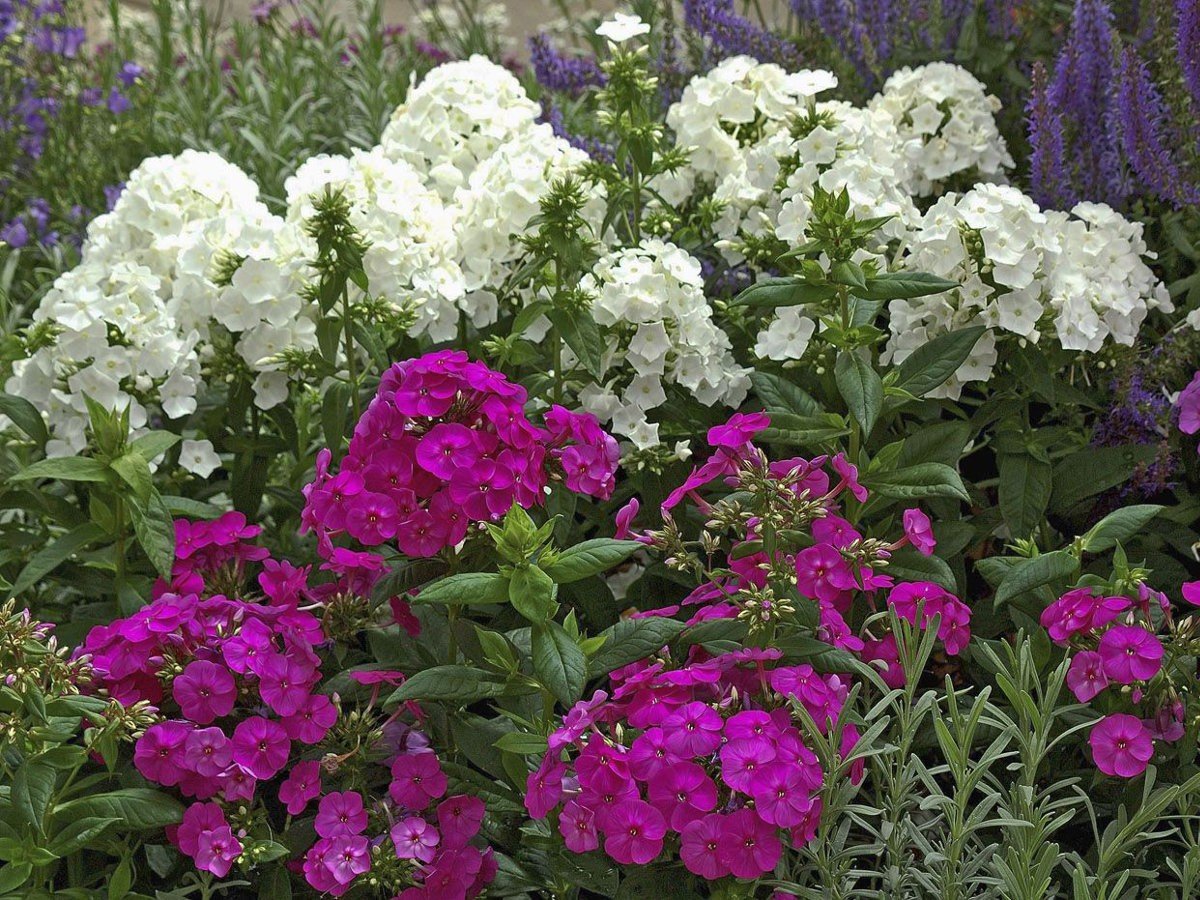Флоксы цветы многолетние