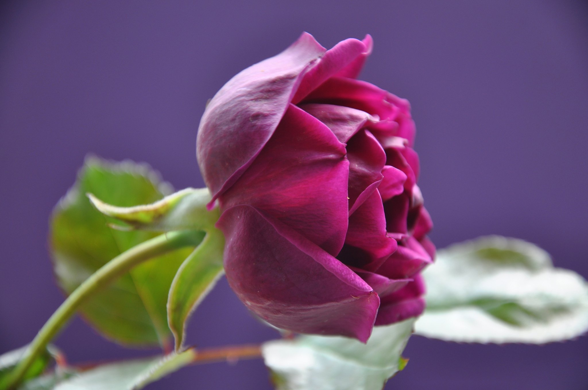 Красивые бутоны 1. Розы и фуксии. Бутоны роз букет. Бутоны розы Хайди Клум.