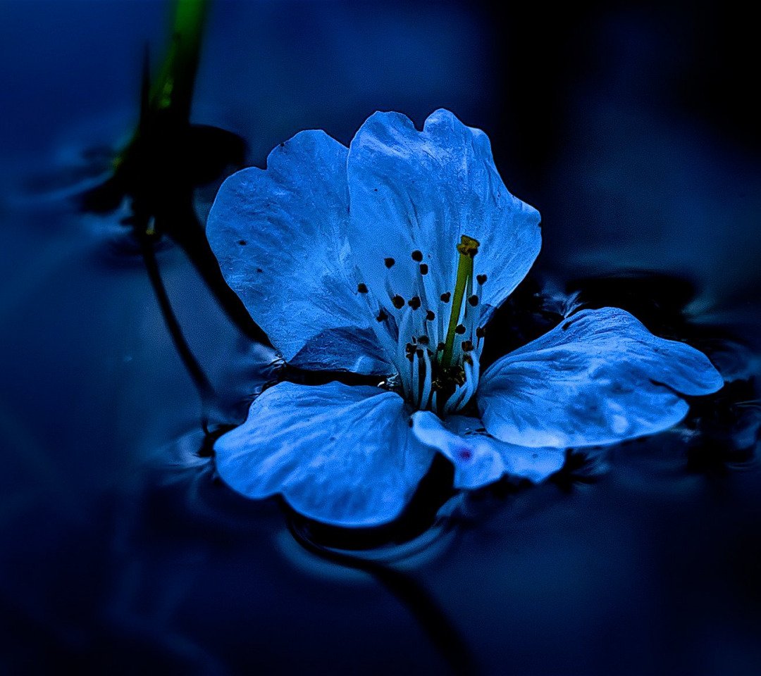 Синие вытянутые цветы