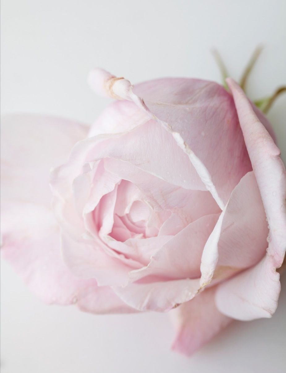 Бело розовые тона. Бледно розовые розы. Розы пастельных тонов.