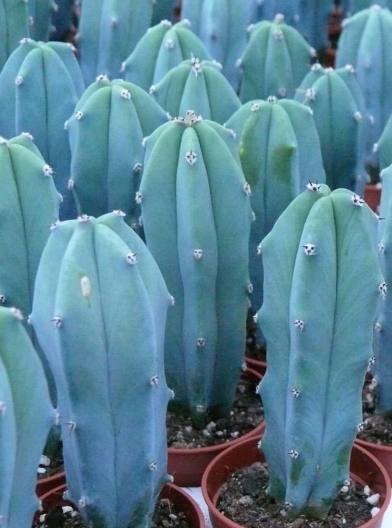 Myrtillocactus geometrizans