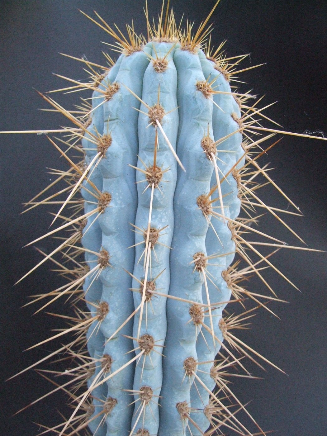 Azureocereus hertlingianus