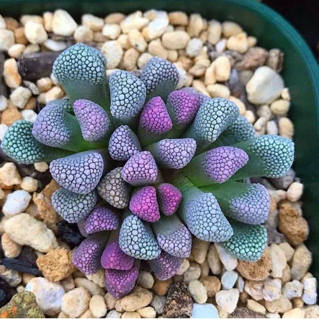 Суккулент Titanopsis