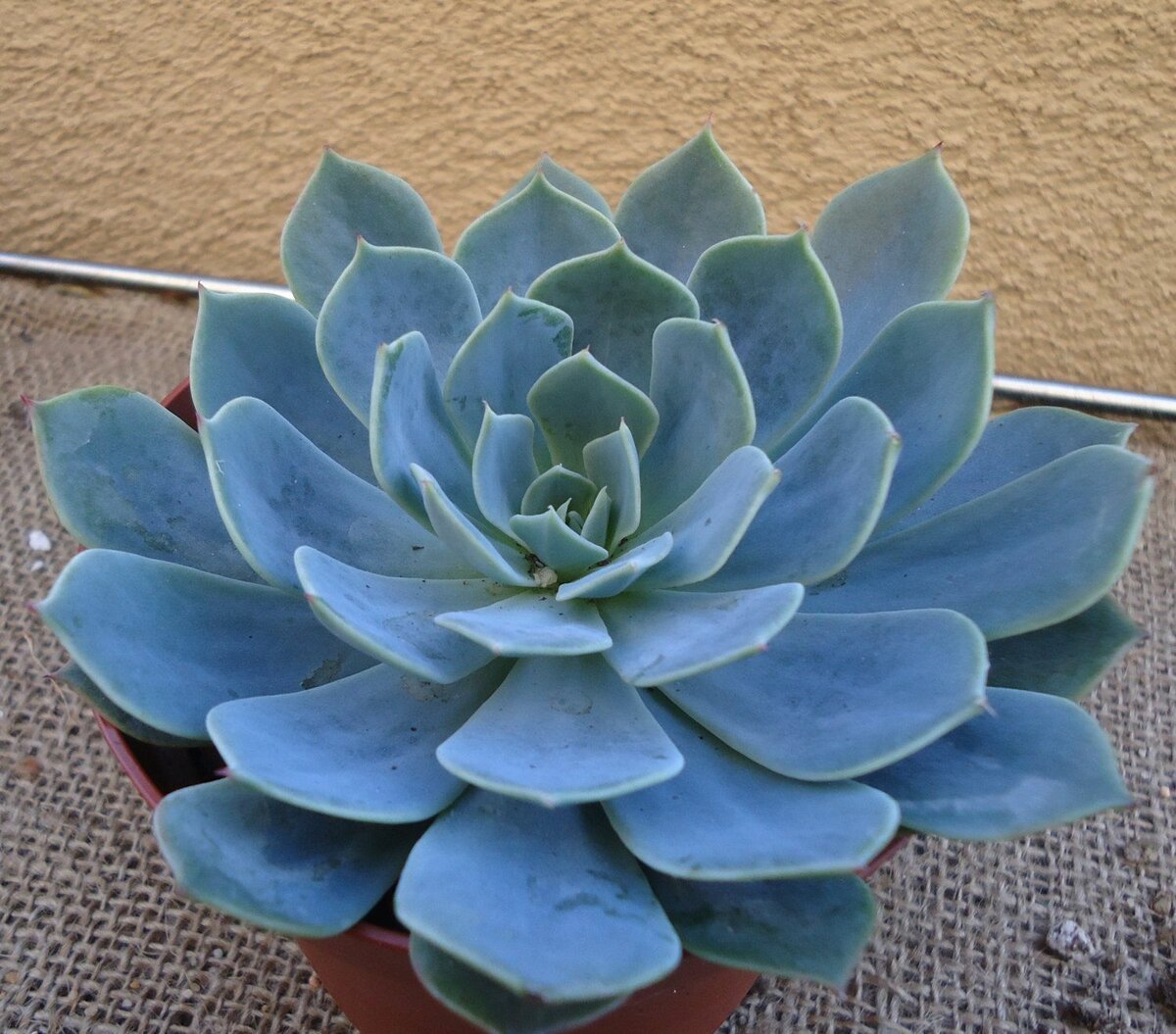 Echeveria glauca