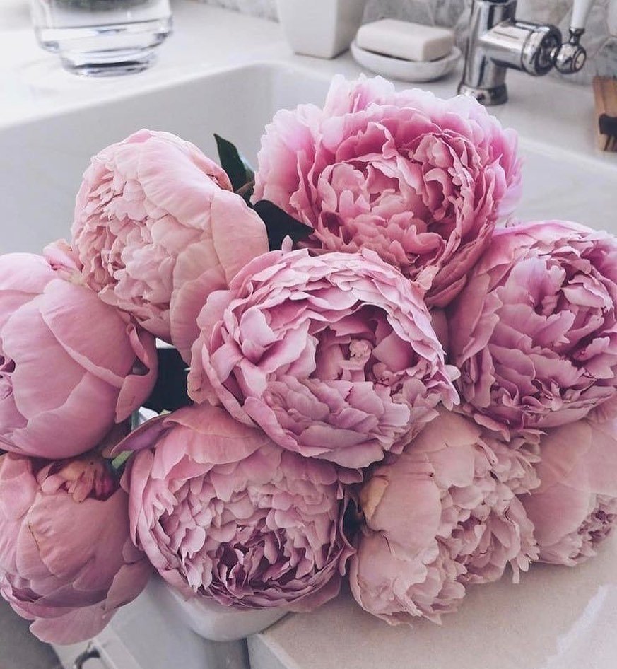 Пион Bouquet perfect