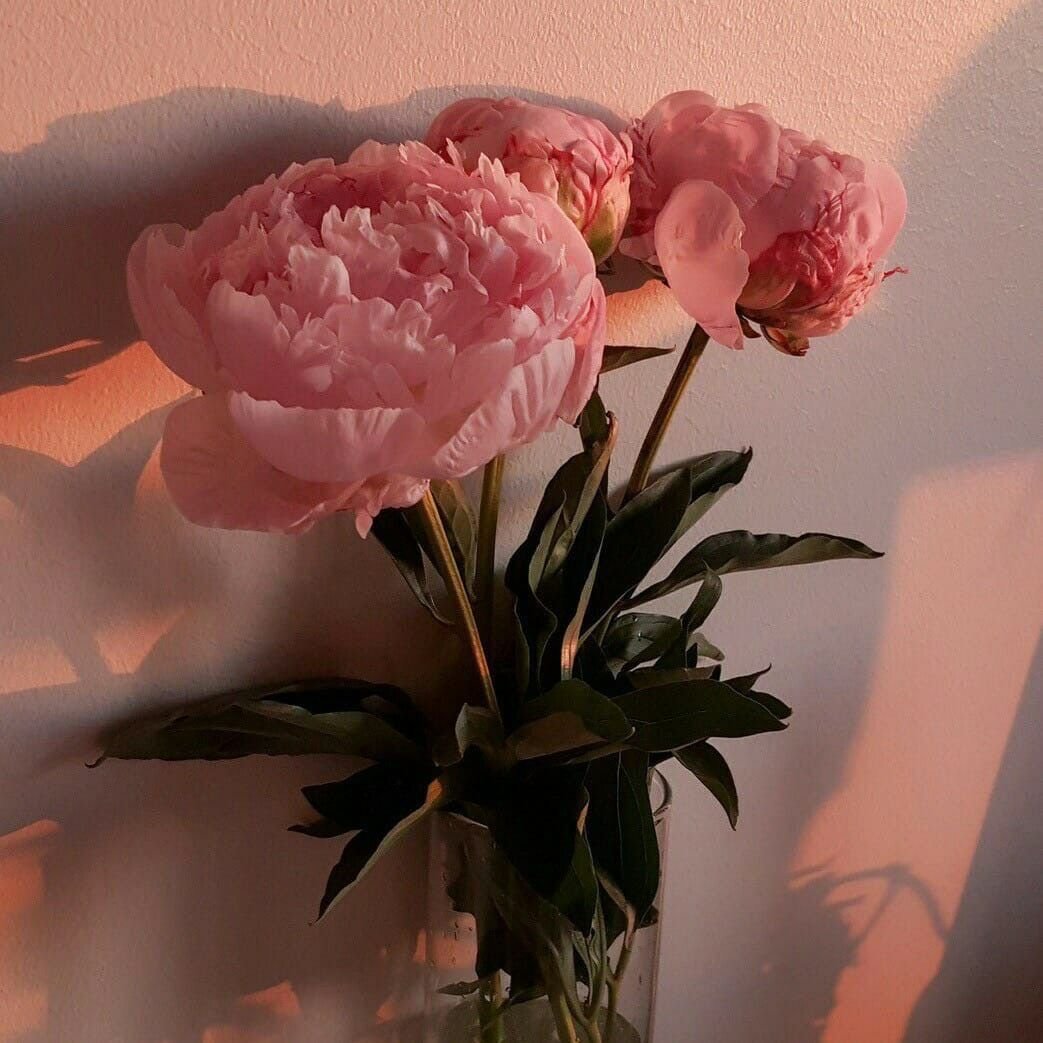 Пионы aesthetic