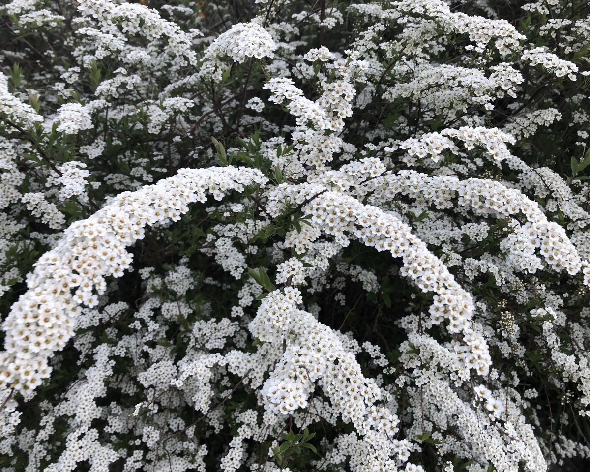 Спирея аргута Spiraea arguta