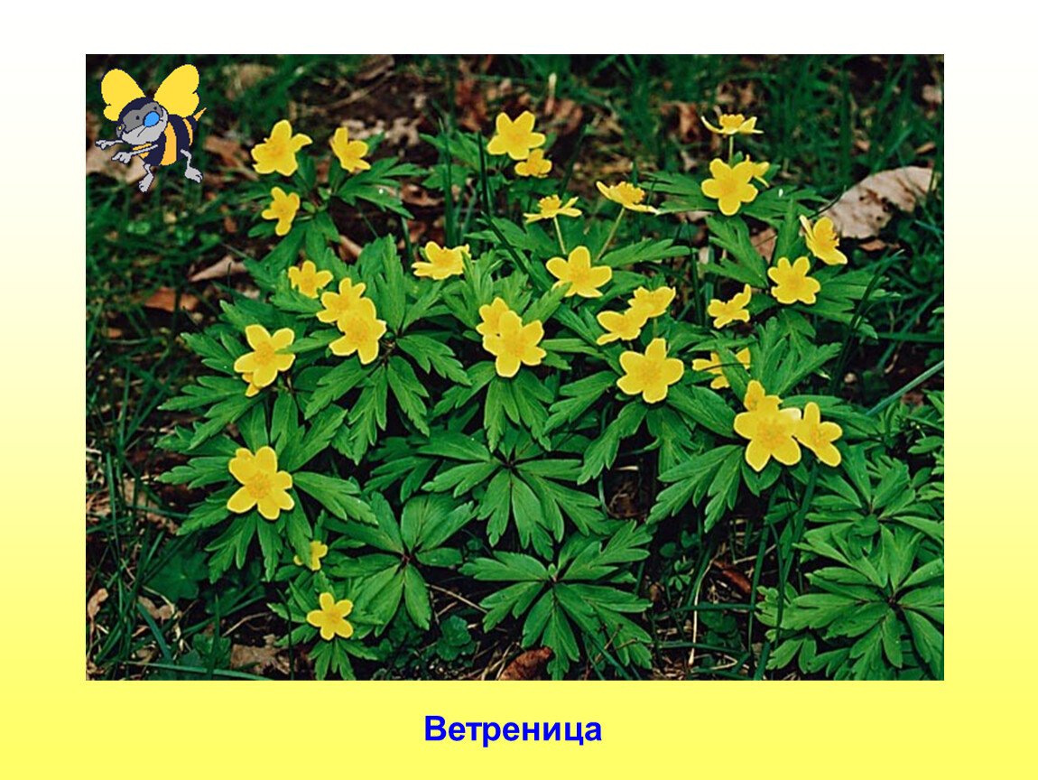 Ветреница лютичная первоцвет
