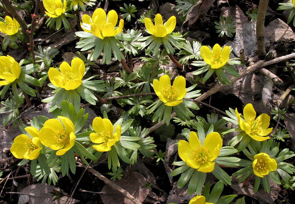 Первоцвет Eranthis (Эрантис)