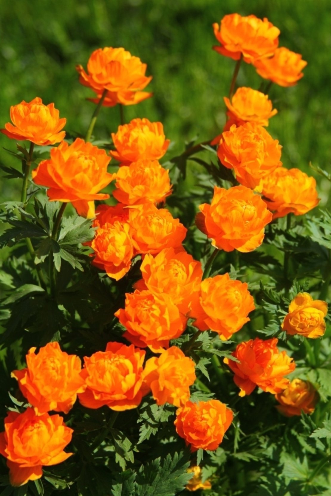 Купальница азиатская Trollius asiaticus