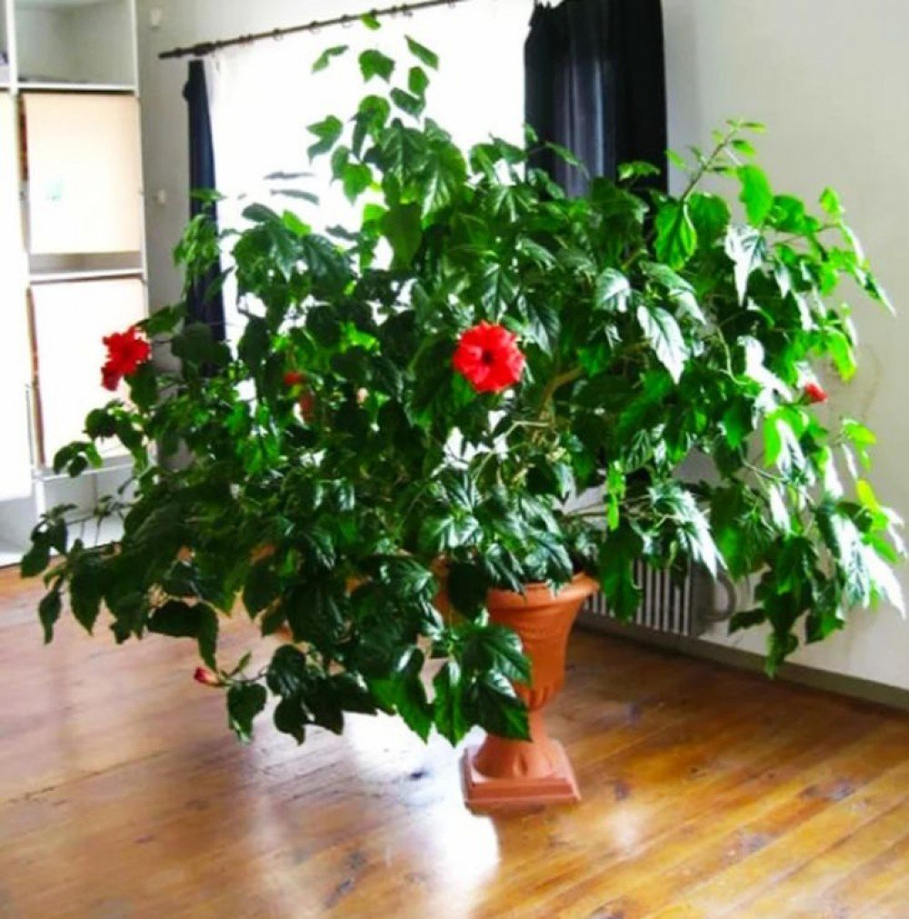 Комнатное дерево с красными цветами