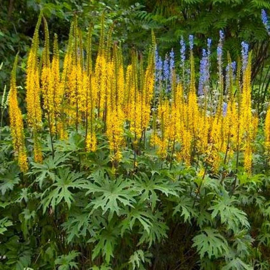 Бузульник Пржевальского Ligularia przewalskii