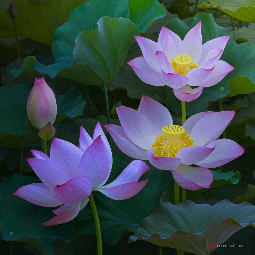 Duong Quoc dinh Лотосы