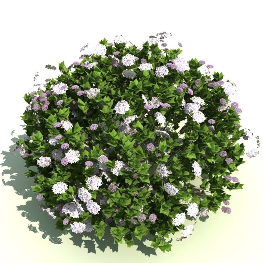 Спирея серая сверху