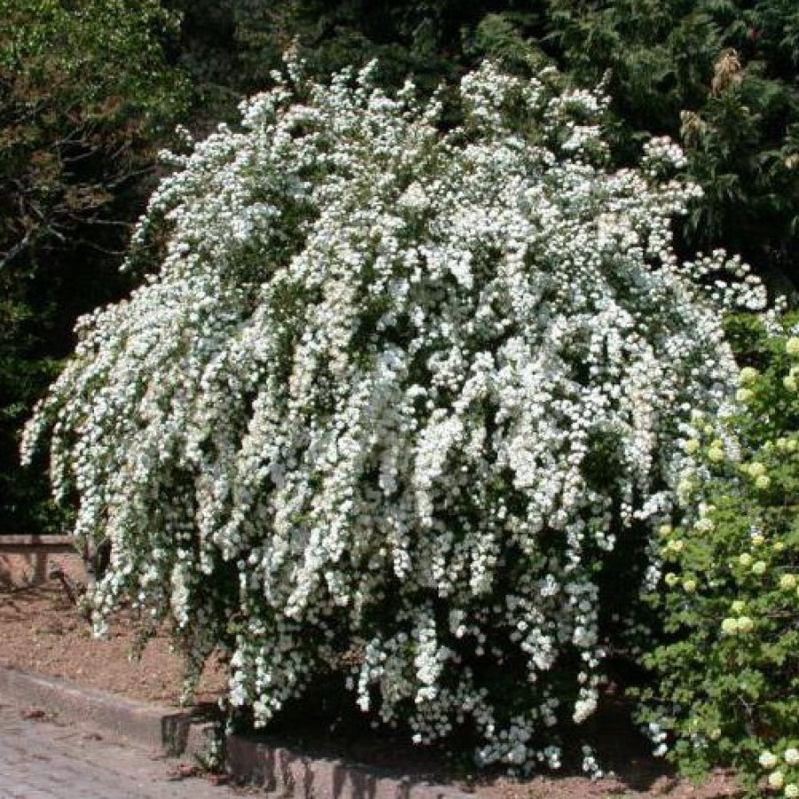 Спирея Вангутта (vanhouttei)