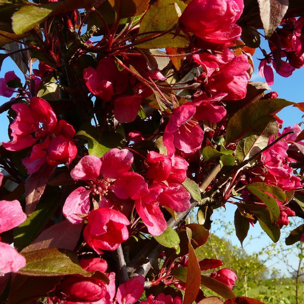Яблоня Malus Profusion