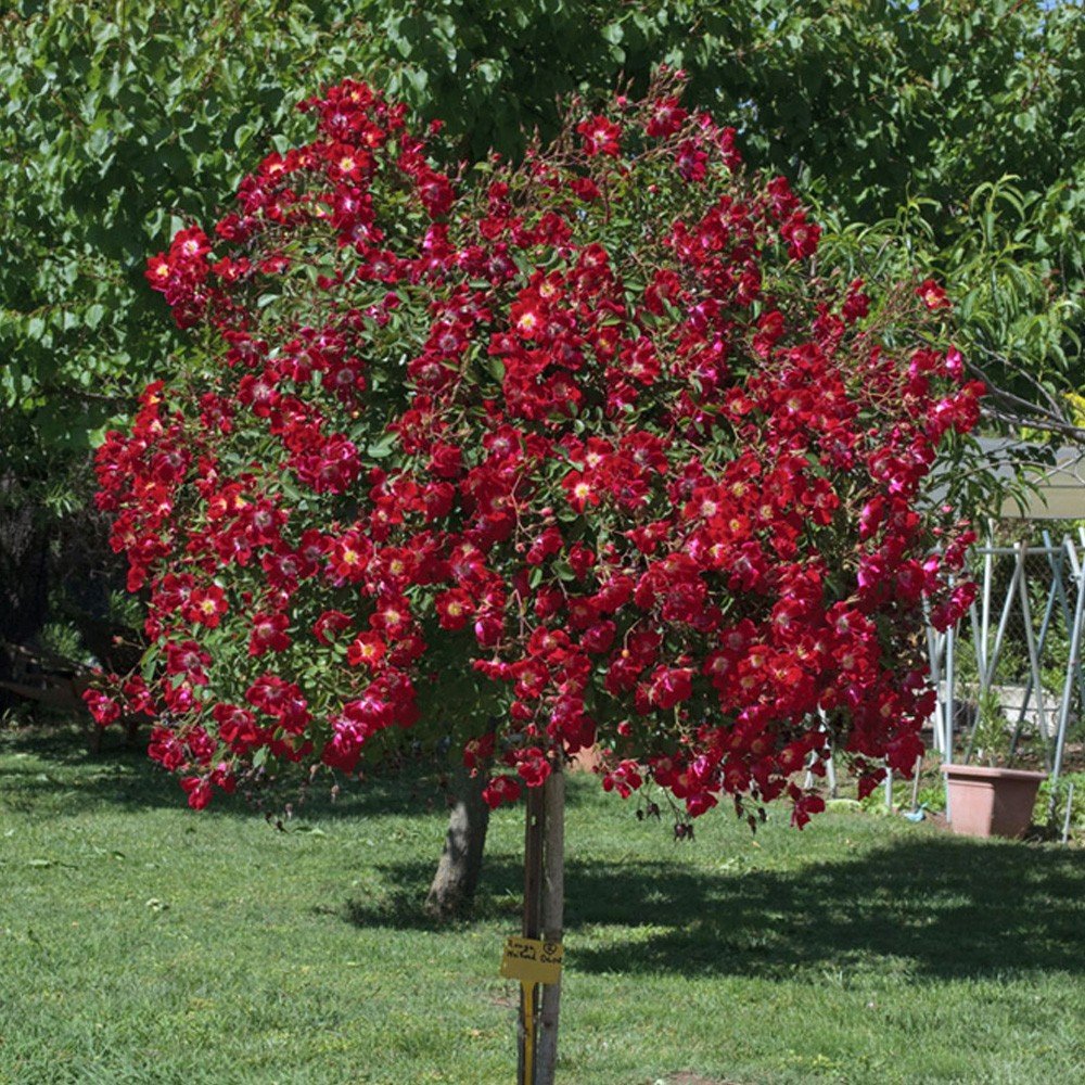 Fuchsia Meillandecor роза на штамбе