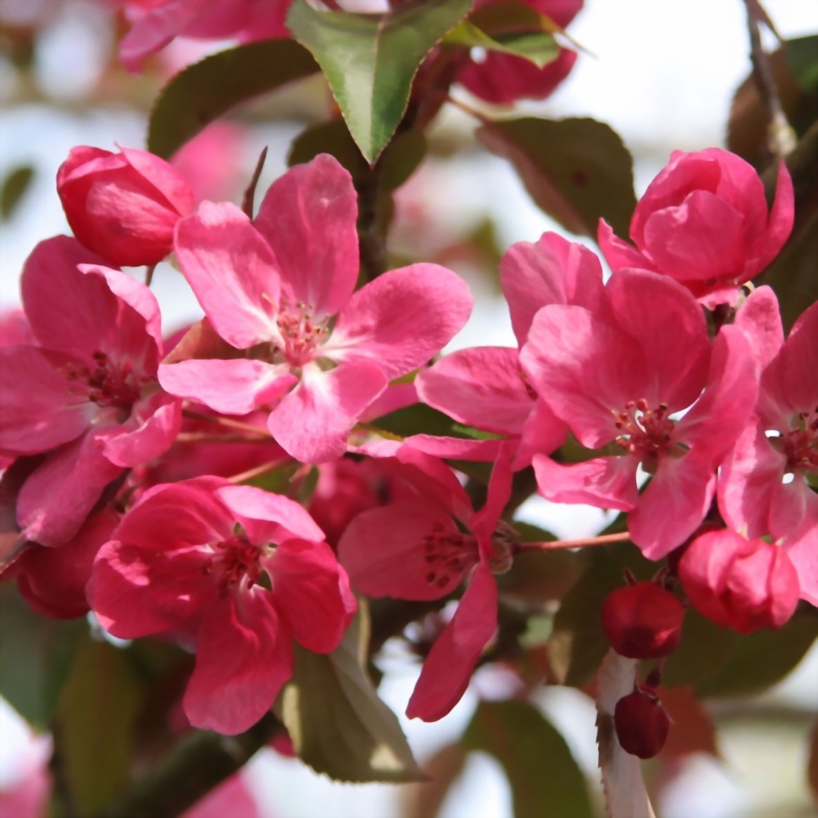 Яблоня декоративная Ола Malus Ola