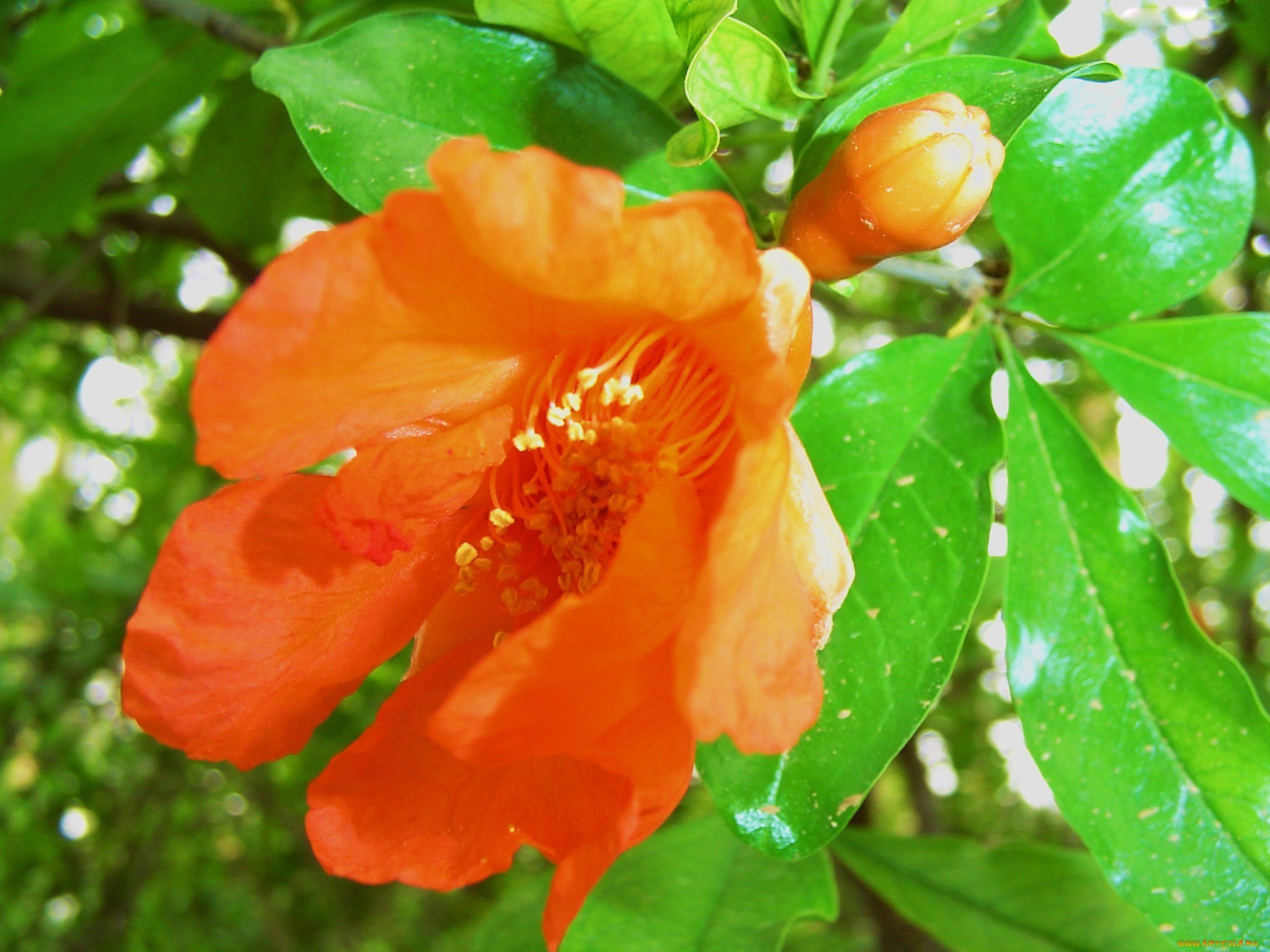 Как цветет мандарин. Померанец дерево цветёт. Цветение мандарина. Лерево мандарин цветёт. Мандарин дерево цветет.