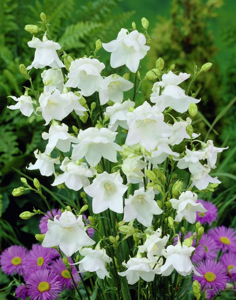 Колокольчик персиколистный. Grandiflora Alba