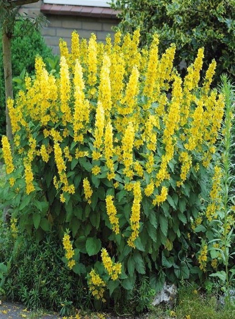 Вербейник (Lysimachia) Clethroides