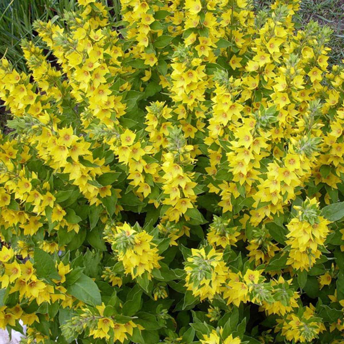 Вербейник точечный (Lysimachia punctata)